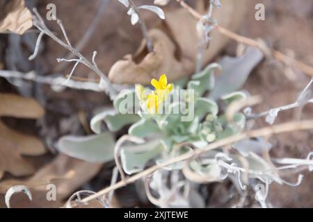 Blasenschoten (Physaria) Plantae Stockfoto