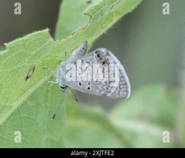 Reakirt's Blue (Echinargus isola) Insecta Stockfoto