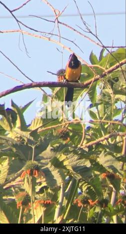 Schwarz belüftete Oriole (Icterus wagleri) Aves Stockfoto