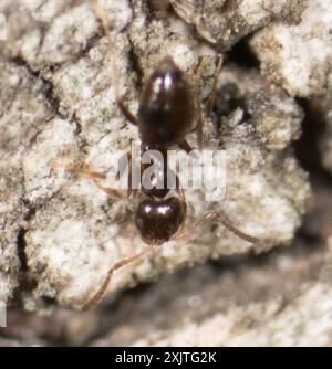 Dark Rover Ant (Brachymyrmex patagonicus) Insecta Stockfoto