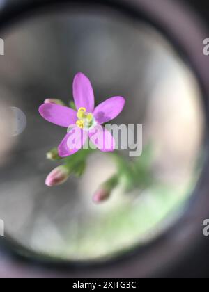 Schlanke Zentaury (Centaurium tenuiflorum) Plantae Stockfoto