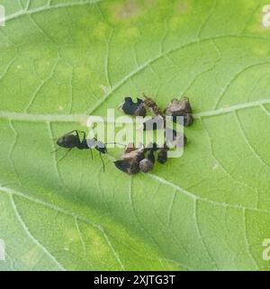 Kielbarer Baumopper (Entylia carinata) Insecta Stockfoto