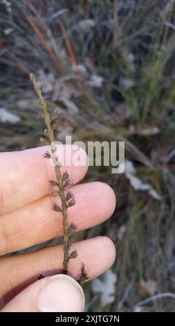 Leadplant (Amorpha canescens) Plantae Stockfoto