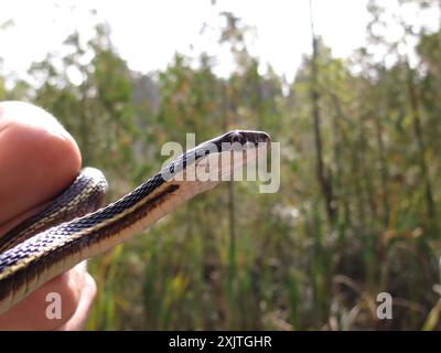 Gewöhnliche Ribbon Snake (Thamnophis saurita) Reptilia Stockfoto