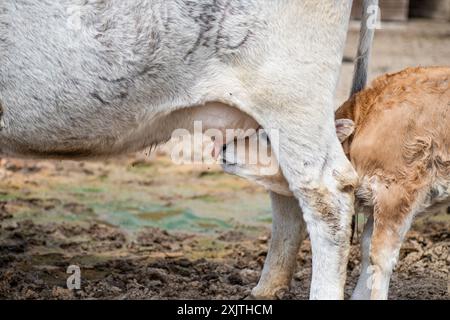 Eine weiße Kuh steht mit weit gespreizten Hinterbeinen, so dass ein braunes Kalb von einem seiner Euter säugen kann. Der Kopf des Kalbes ist unter der Kuh verstaut Stockfoto