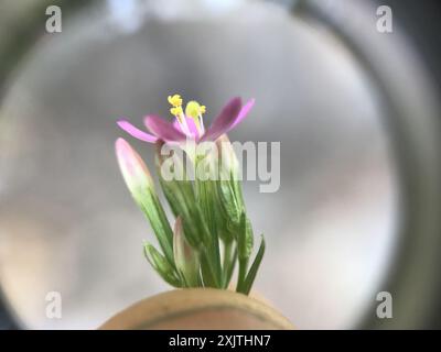 Schlanke Zentaury (Centaurium tenuiflorum) Plantae Stockfoto