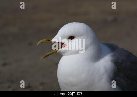 Kurzschnabelmöwe (Larus brachyrhynchus) Aves Stockfoto