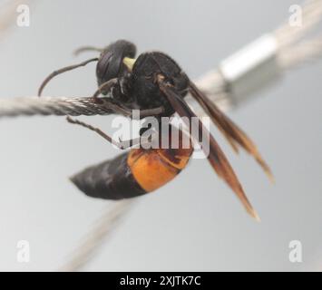 Kleiner Banded Hornet (Vespa affinis) Insecta Stockfoto