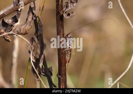 Waldwiese Katydid (Conocephalus nemoralis) Insecta Stockfoto