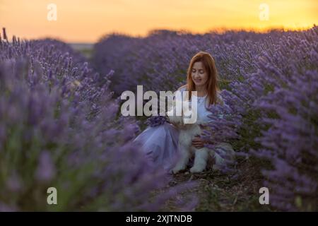 Eine Frau sitzt auf einem Feld aus Lavendelblumen mit einem weißen Hund an ihrer Seite Stockfoto