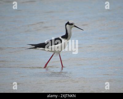 Weissrückenpfahl (Himantopus mexicanus melanurus) Aves Stockfoto