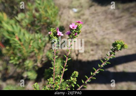 Kalksteinporzellan (Acmadenia heterophylla) Plantae Stockfoto