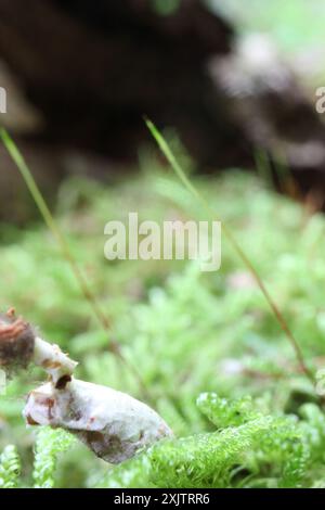 (Cordyceps farinosa) Pilze Stockfoto