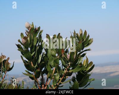 Outeniqua Pincushion (Leucospermum glabrum) Plantae Stockfoto