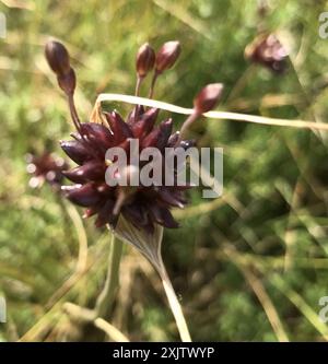 FeldKnoblauch (Allium oleraceum) Plantae Stockfoto