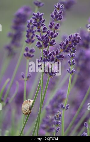 Ein Lavendelzweig und eine Schnecke. Stockfoto