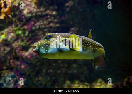 Weißfleckenpuffer, Weißtopf oder Stripedbelly Blowfish (Arothron hispidus). Seine Verbreitung erstreckt sich über den indopazifischen Raum Stockfoto