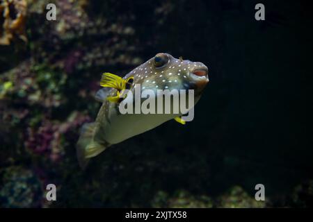 Weißfleckenpuffer, Weißtopf oder Stripedbelly Blowfish (Arothron hispidus). Seine Verbreitung erstreckt sich über den indopazifischen Raum Stockfoto