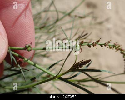 Schmalblättrige Stillingia (Stillingia linearifolia) Plantae Stockfoto