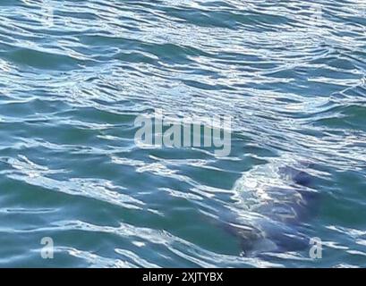 Hektordelfin (Cephalorhynchus hektori) Mammalia Stockfoto