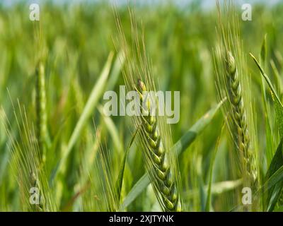 Eine Nahaufnahme von Weizenohren, die an einem sonnigen Tag auf einem Feld wachsen. Der Fokus ist im Vordergrund flach eingestellt, um einen Bokeh-Effekt zu erzeugen. Stockfoto