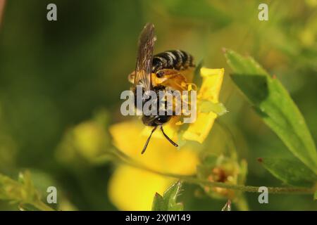 Tormentil Mining Bee (Andrena tarsata) Insecta Stockfoto