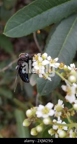 Mexikanische Kaktusfliege (Copestylum mexicanum) Insecta Stockfoto