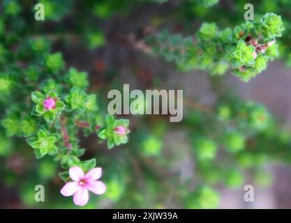 Kalksteinporzellan (Acmadenia heterophylla) Plantae Stockfoto
