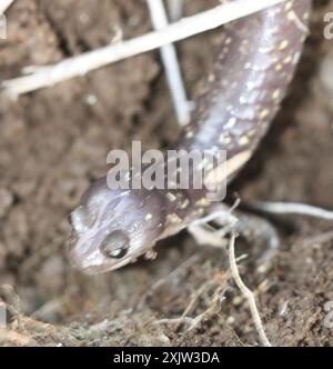 Arboreal Salamander (Aneides lugubris) Amphibia Stockfoto