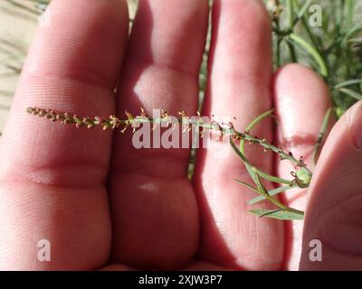 Schmalblättrige Stillingia (Stillingia linearifolia) Plantae Stockfoto