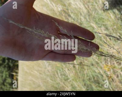 kanadische Blaugelenke (Calamagrostis canadensis) Plantae Stockfoto