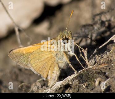 Tawny-Edge Skipper (Polites themistocles) Insecta Stockfoto