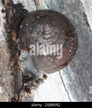 Bronze Schulterband Schnecke (Helminthoglypta arrosa) Mollusca Stockfoto