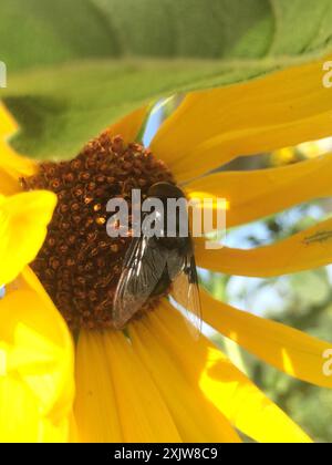 Mexikanische Kaktusfliege (Copestylum mexicanum) Insecta Stockfoto