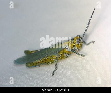 Panthergefleckter Grasshopper (Poecilotettix pantherinus) Insecta Stockfoto