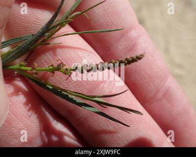 Schmalblättrige Stillingia (Stillingia linearifolia) Plantae Stockfoto