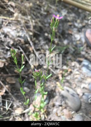 Schlanke Zentaury (Centaurium tenuiflorum) Plantae Stockfoto