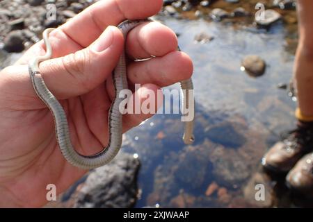 Westliche Schwarzhalsgarterschlange (Thamnophis cyrtopsis cyrtopsis) Reptilia Stockfoto