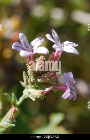 Gemein Bleikraut (Plumbago europaea) Plantae Stockfoto