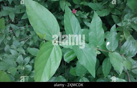 Kalifornische Süßstrauch (Calycanthus occidentalis) Plantae Stockfoto