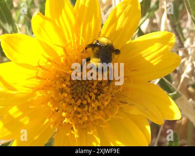 Morrison's Hummel (Bombus morrisoni) Insecta Stockfoto