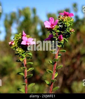 Kalksteinporzellan (Acmadenia heterophylla) Plantae Stockfoto