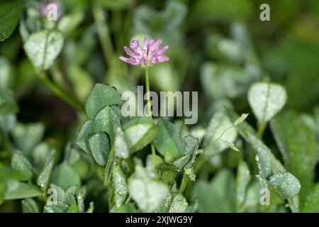 Umkehrklee (Trifolium resupinatum) Plantae Stockfoto