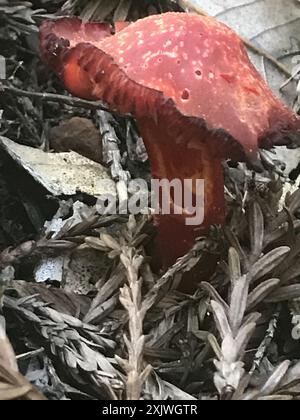 Crimson Waxcap (Hygrocybe punicea) Pilze Stockfoto