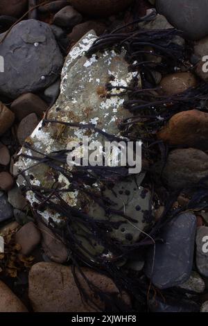 Algen an der Kieselküste, Orkney, Schottland Stockfoto