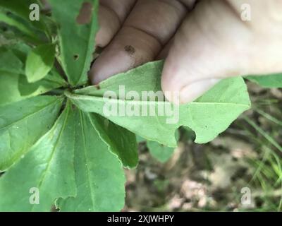 Flame Azalea (Rhododendron calendulaceum) Plantae Stockfoto