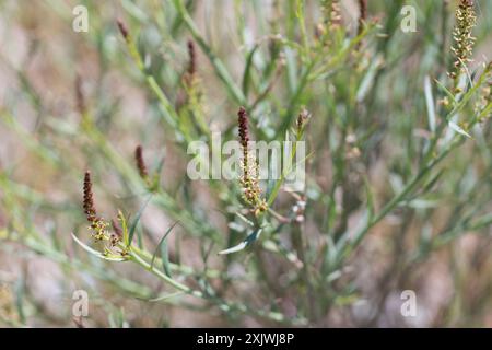 Schmalblättrige Stillingia (Stillingia linearifolia) Plantae Stockfoto