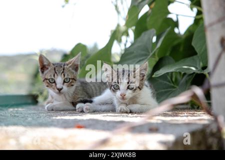 Zwei neugierige Kätzchen liegen an einem sonnigen Tag Seite an Seite, umgeben von üppig grünem Laub, und beobachten ihre Umgebung mit breiten, neugierigen Augen. Stockfoto