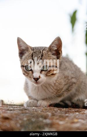 Nahaufnahme einer jungen Tabbykatze, ihre grünen Augen voller Neugier und Wachheit, sitzen draußen mit einem sanften Hintergrund aus Grün und Sonnenlicht. Stockfoto