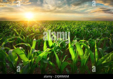 Ackerbau-Aufnahme von sonnendurchfluteten jungen Maispflanzen auf einem fruchtbaren Feld bei Sonnenuntergang. Das warme Licht lässt die durchscheinenden grünen Blätter leuchten. Stockfoto